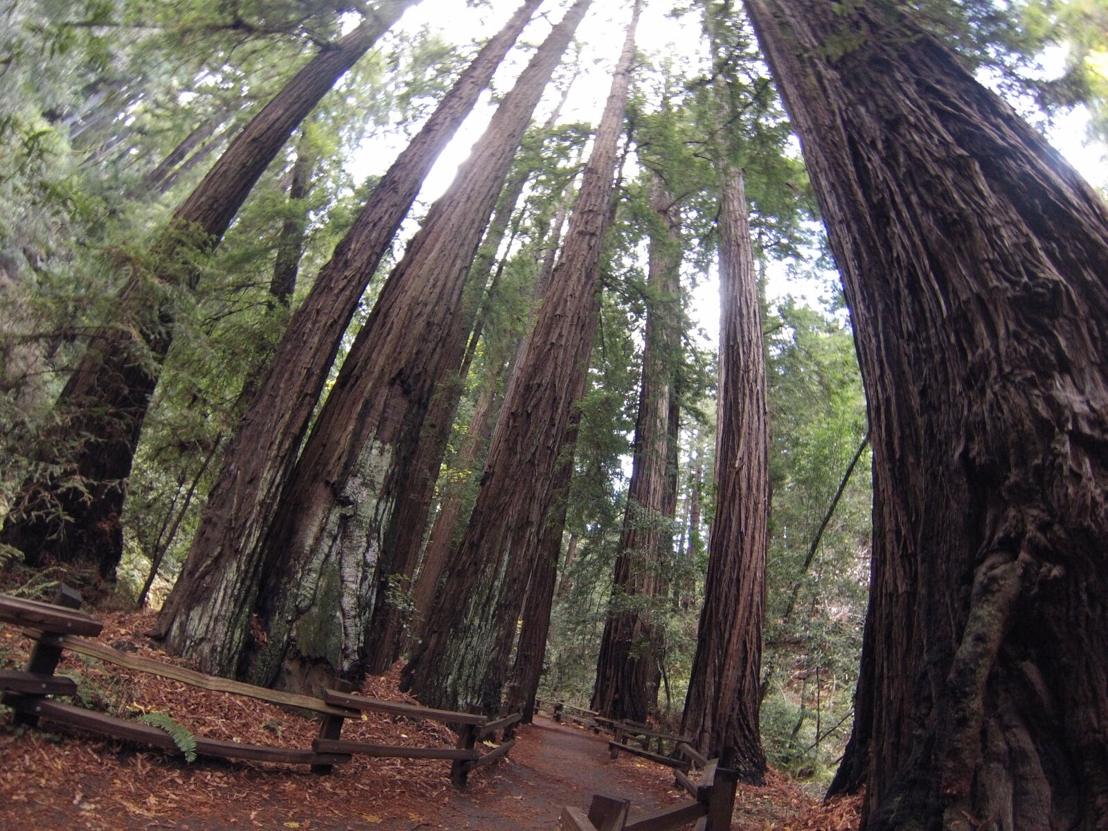 GoPro Hero3-Silver Edition sample photo. California, muir, woods, national photography