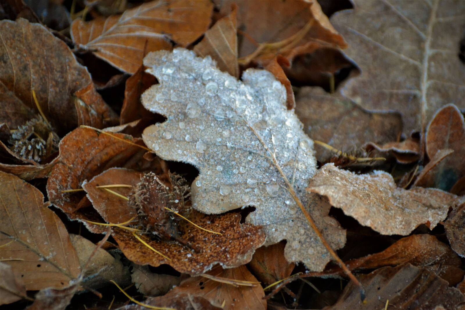 Nikon D3100 sample photo. Foliage, forest, forest, floor photography