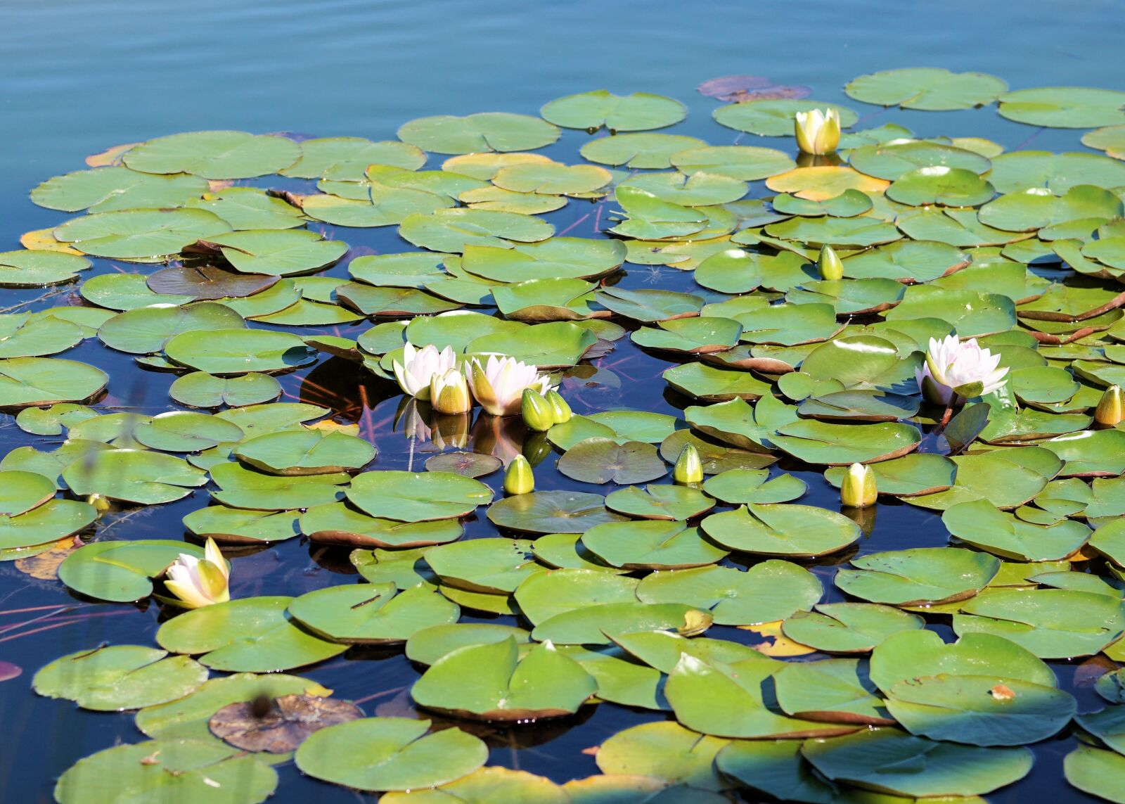 Sony a6000 + E 60mm F2.8 sample photo. Water lily, pond, blossom photography