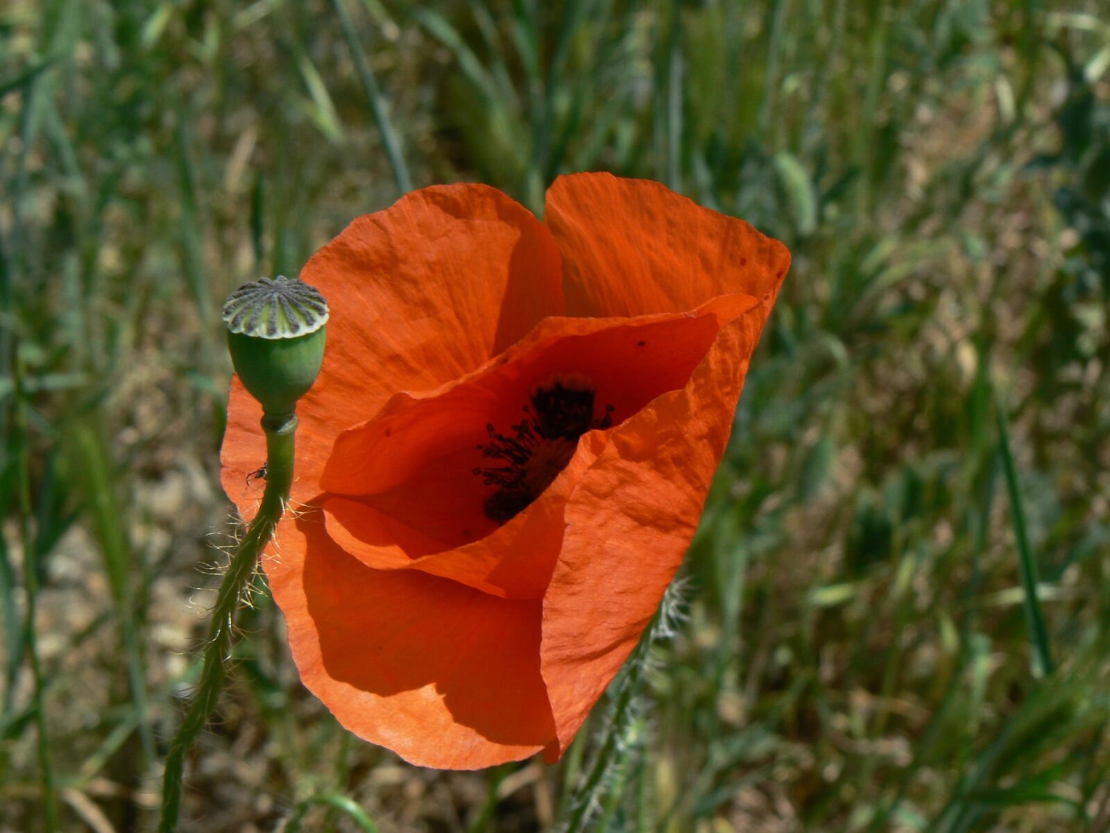 Panasonic DMC-FZ7 sample photo. Poppy, red, bud photography
