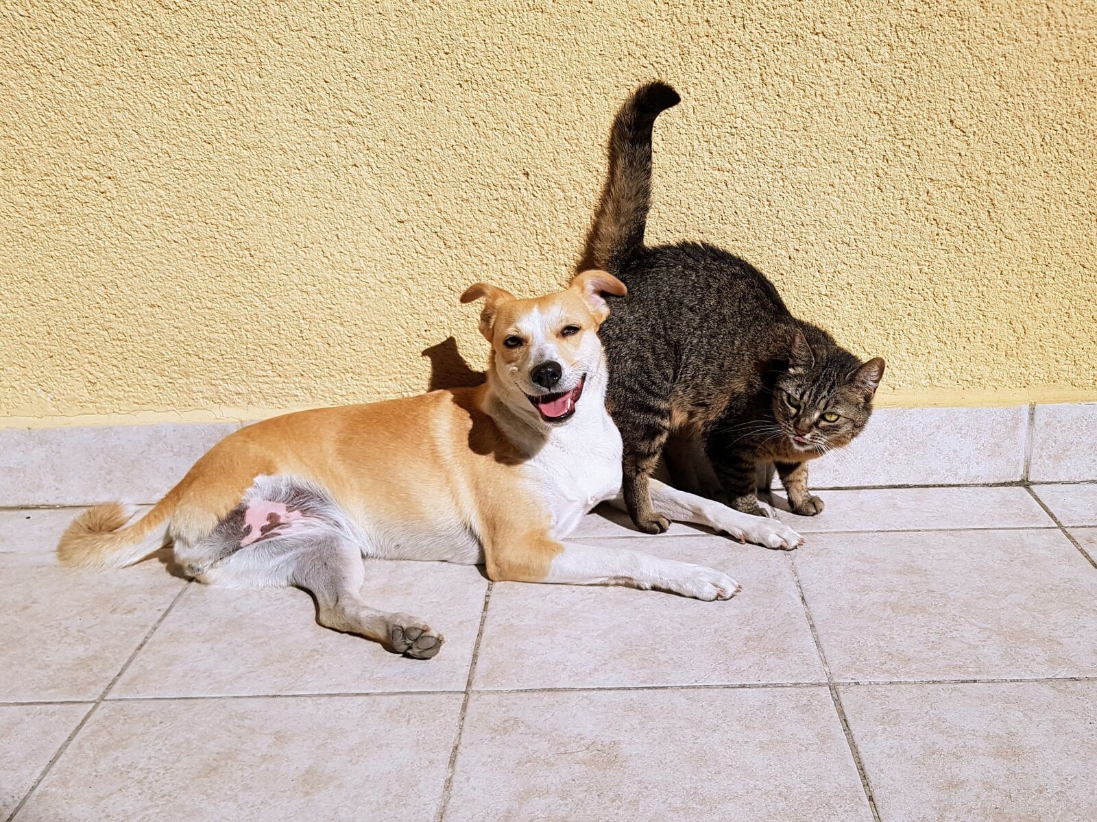 Samsung Galaxy S7 Edge sample photo. Pets, cat, dog photography