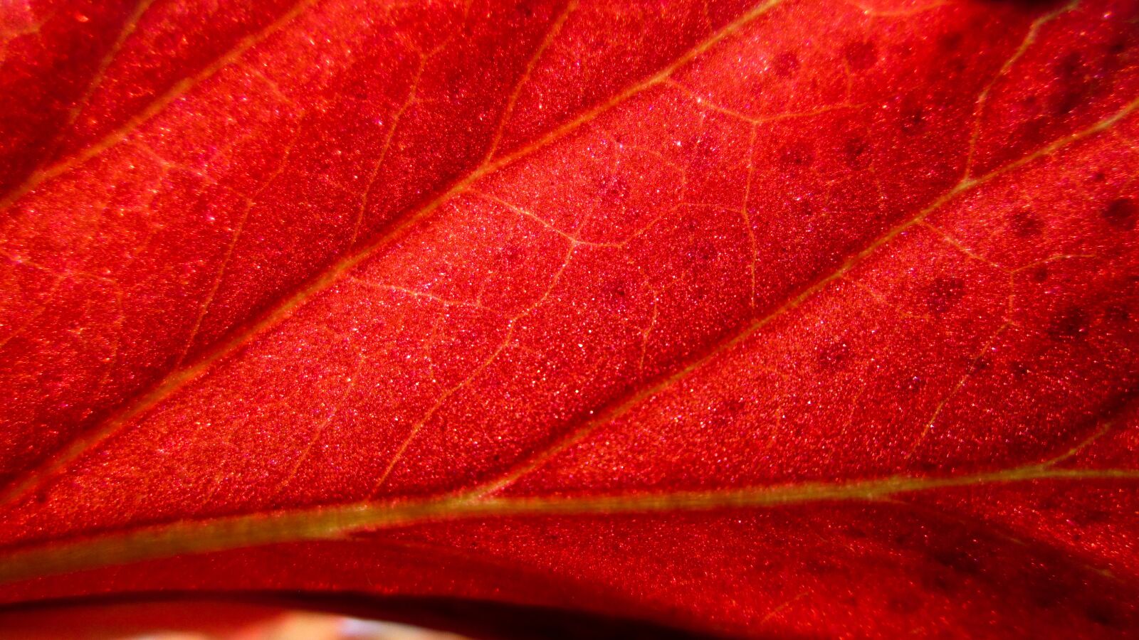 Canon PowerShot A810 sample photo. Plant, background, orange photography