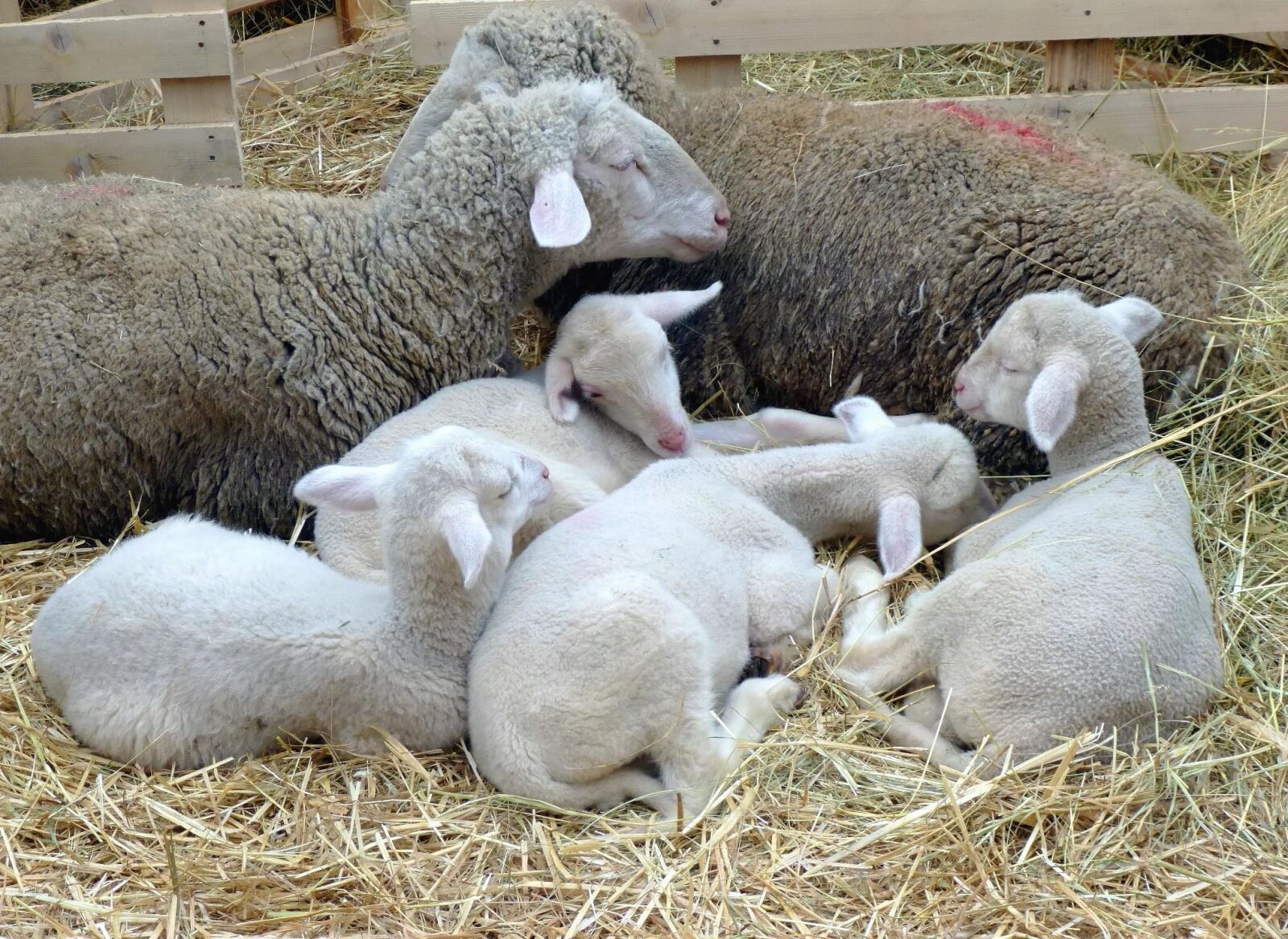 Panasonic DMC-SZ9 sample photo. Sheep, wool, young, animal photography