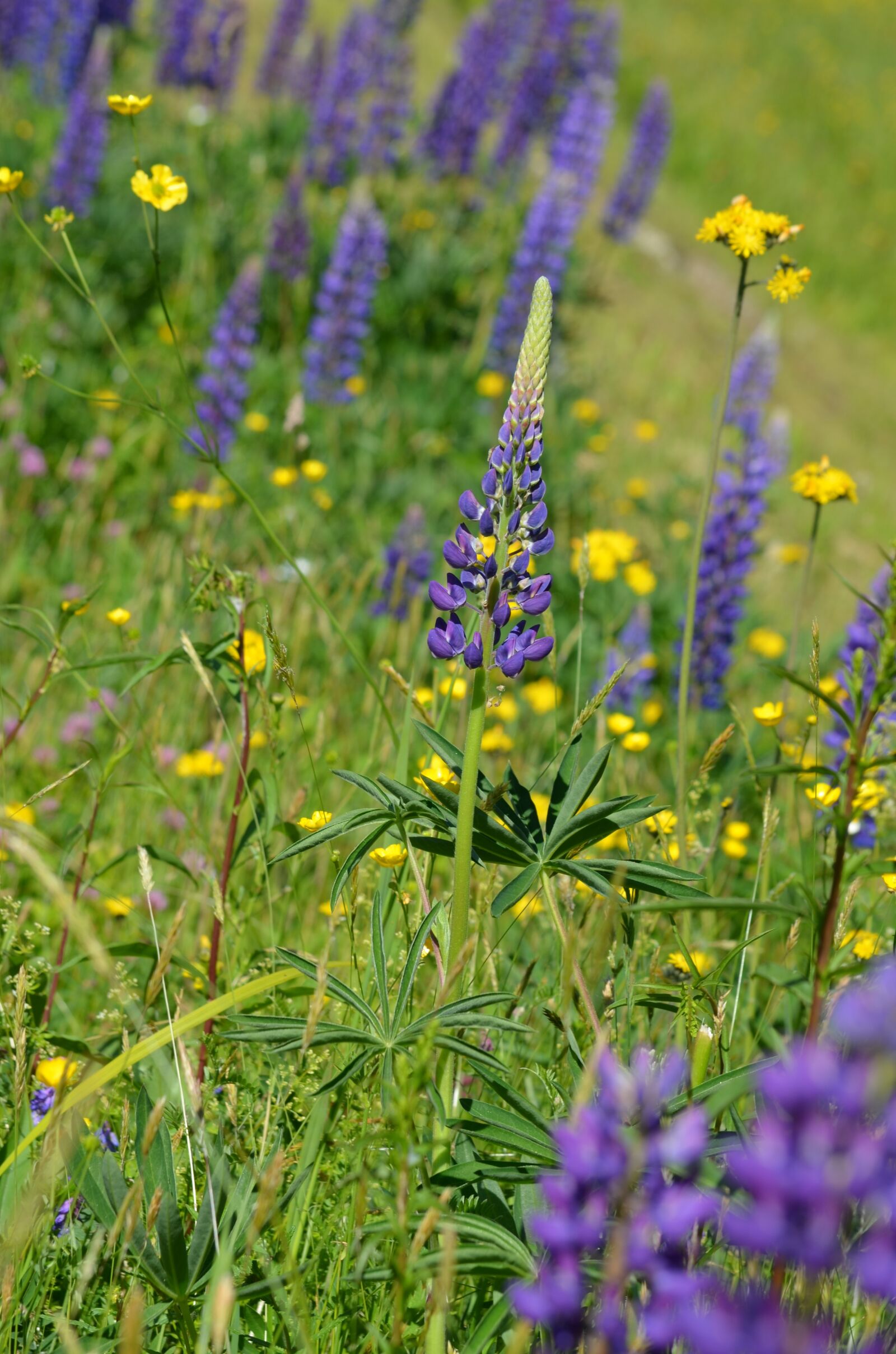 Nikon D5100 sample photo. Lupine, vermont, purple flowers photography