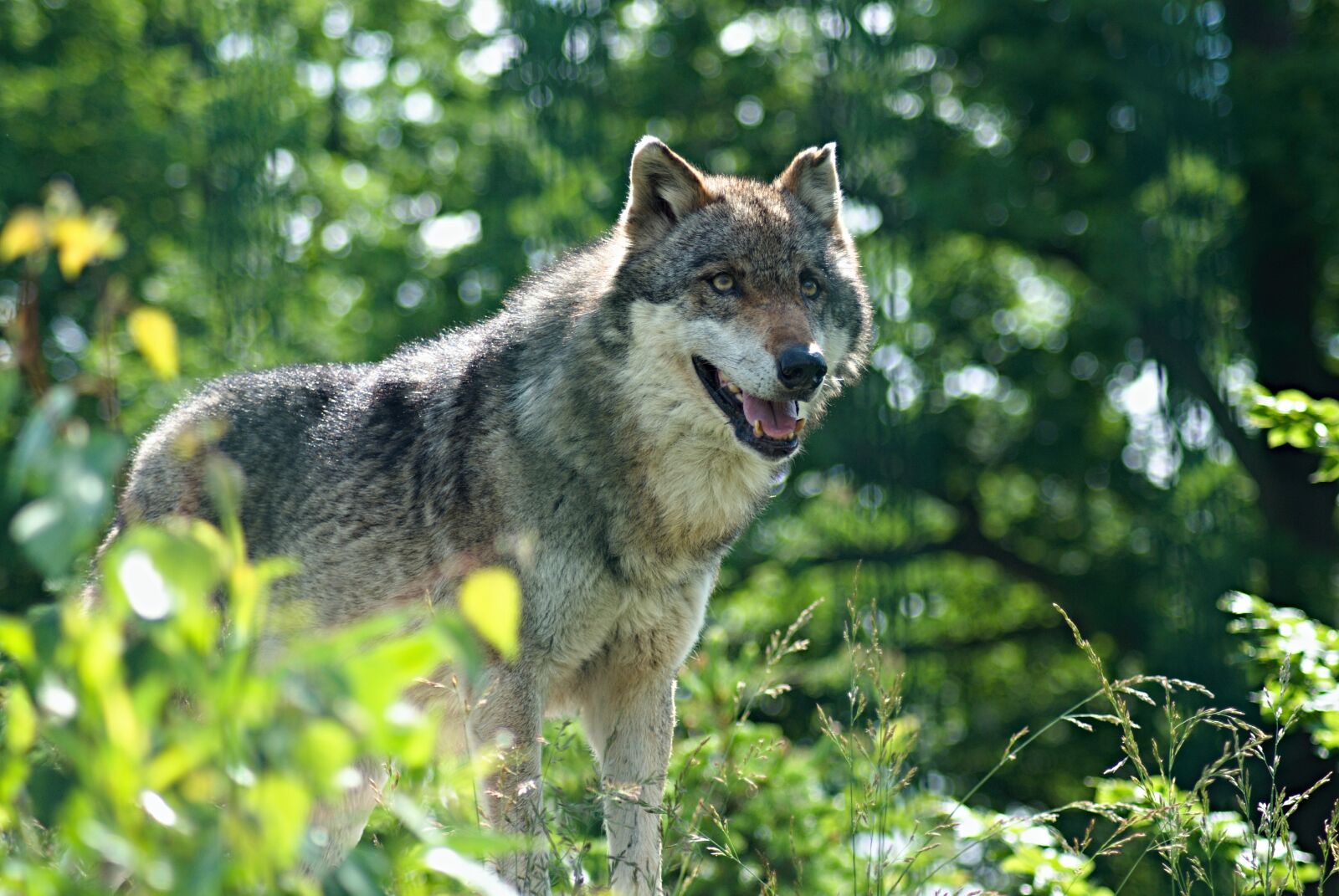 70.00 - 300.00 mm f/4.0 - 5.6 sample photo. Wolf, zoo, the zoological photography