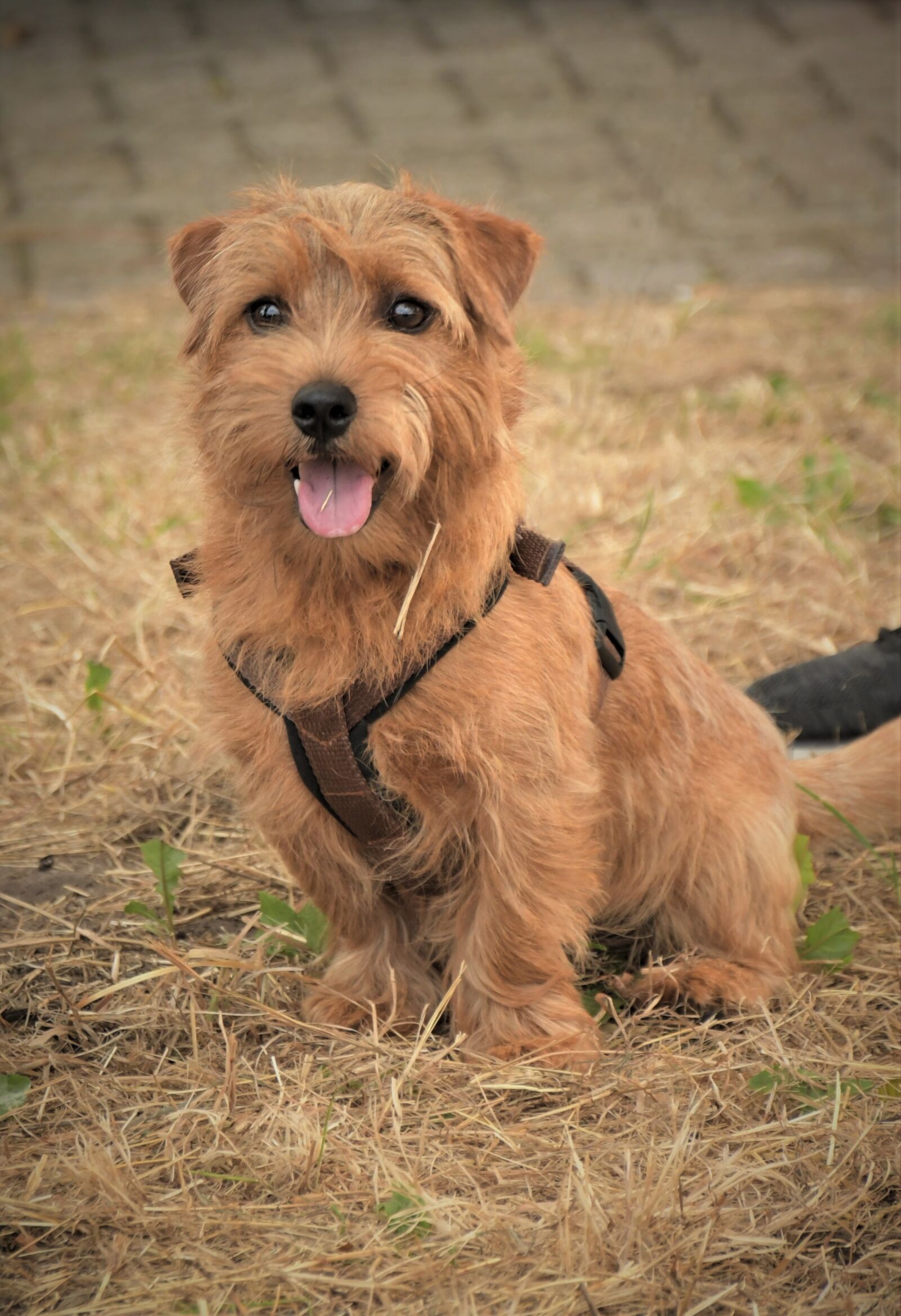 Nikon D7500 sample photo. Dog, cairn, terrier photography