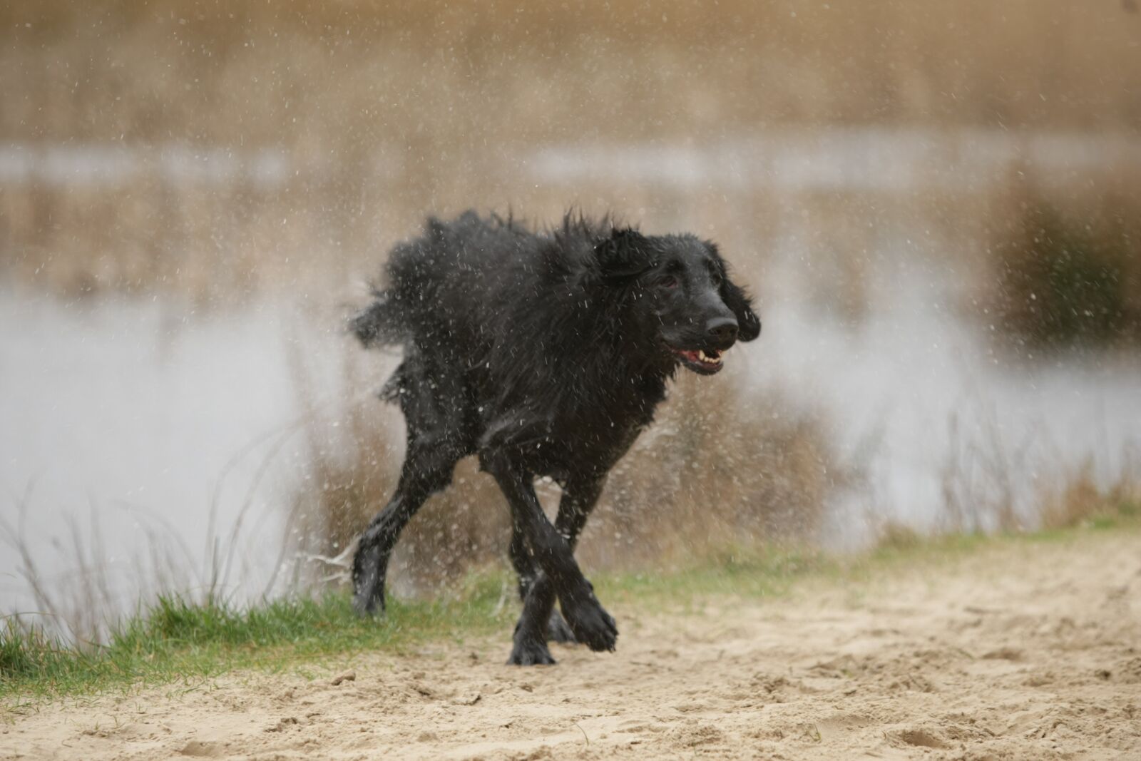 Canon EOS-1D Mark III sample photo. Dog, shaking, flatcoated retriever photography