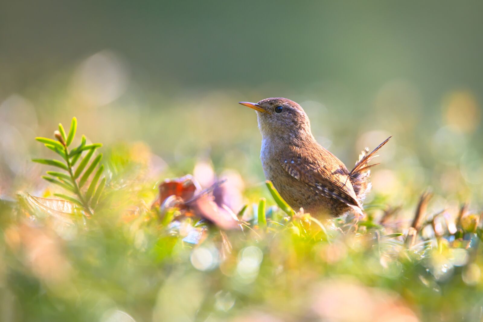 Nikon D600 sample photo. Wren, bird, small bird photography