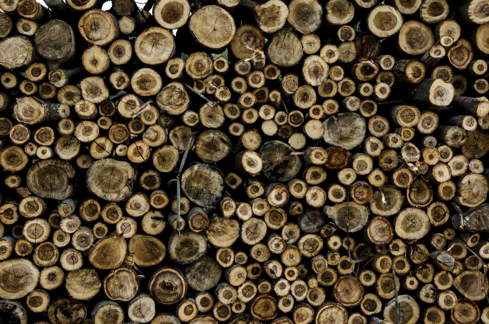 Nikon D7000 sample photo. Wood, the tree, rod photography