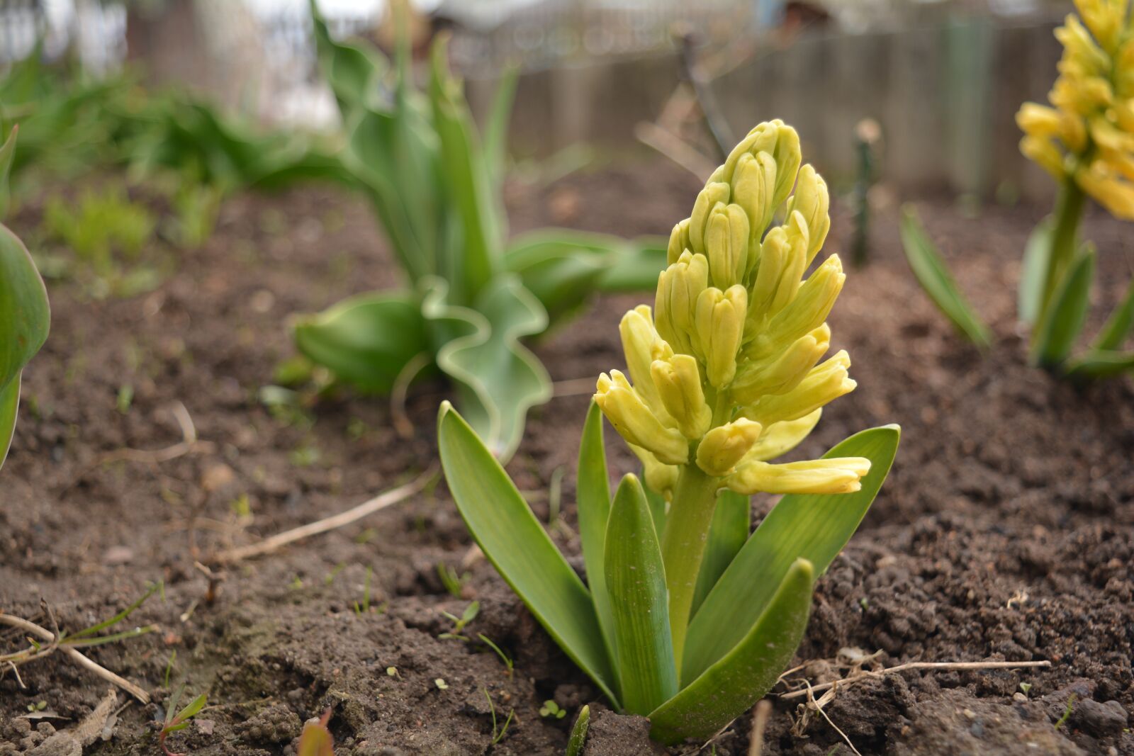 Nikon D5200 sample photo. Spring, flower, nature photography
