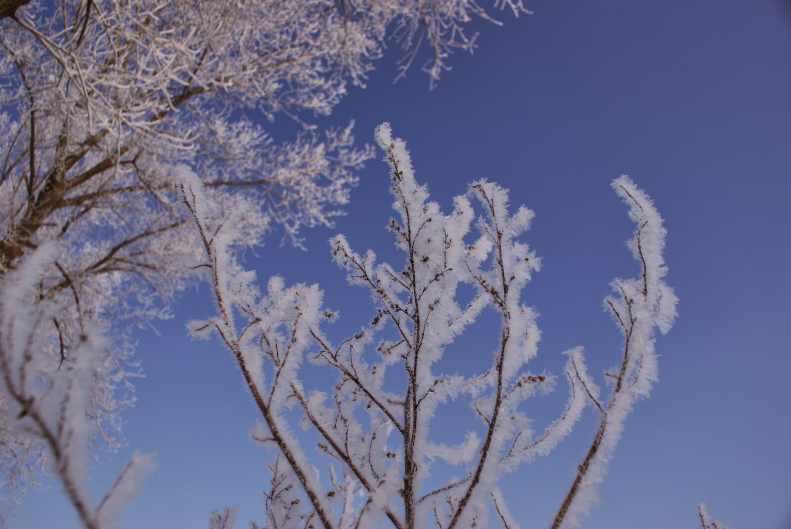 Sony Alpha DSLR-A200 sample photo. Tree, winter, sky photography