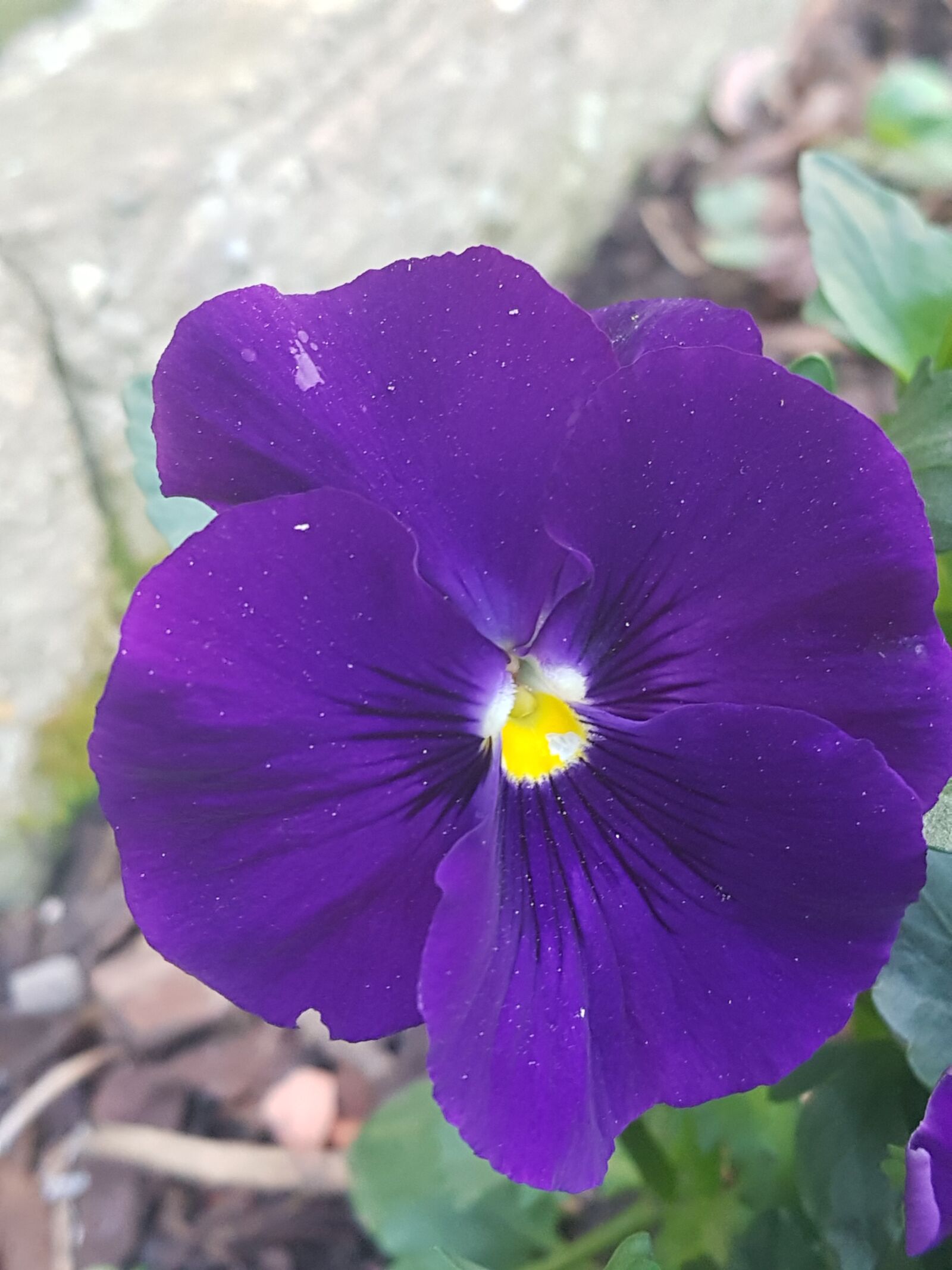 Samsung Galaxy S7 sample photo. Purple, bloom, flower photography