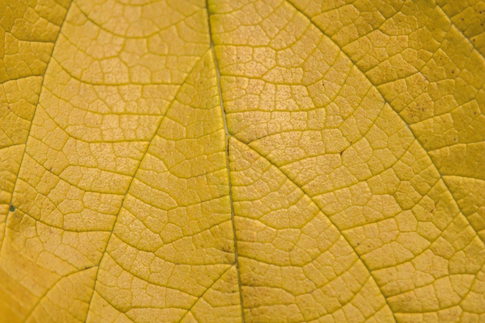 Canon EF-S 55-250mm F4-5.6 IS STM sample photo. Yellow leaf, leaf pattern photography