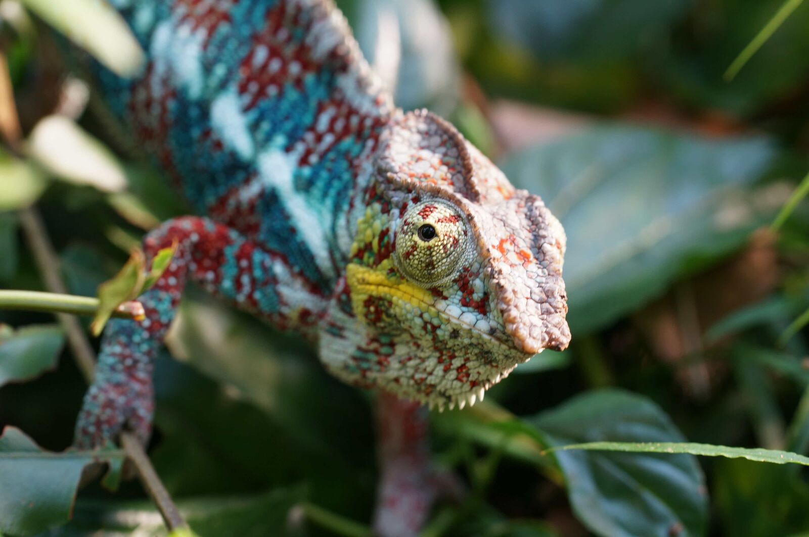 Sony SLT-A57 sample photo. Wildlife, lizard, tree, nature photography
