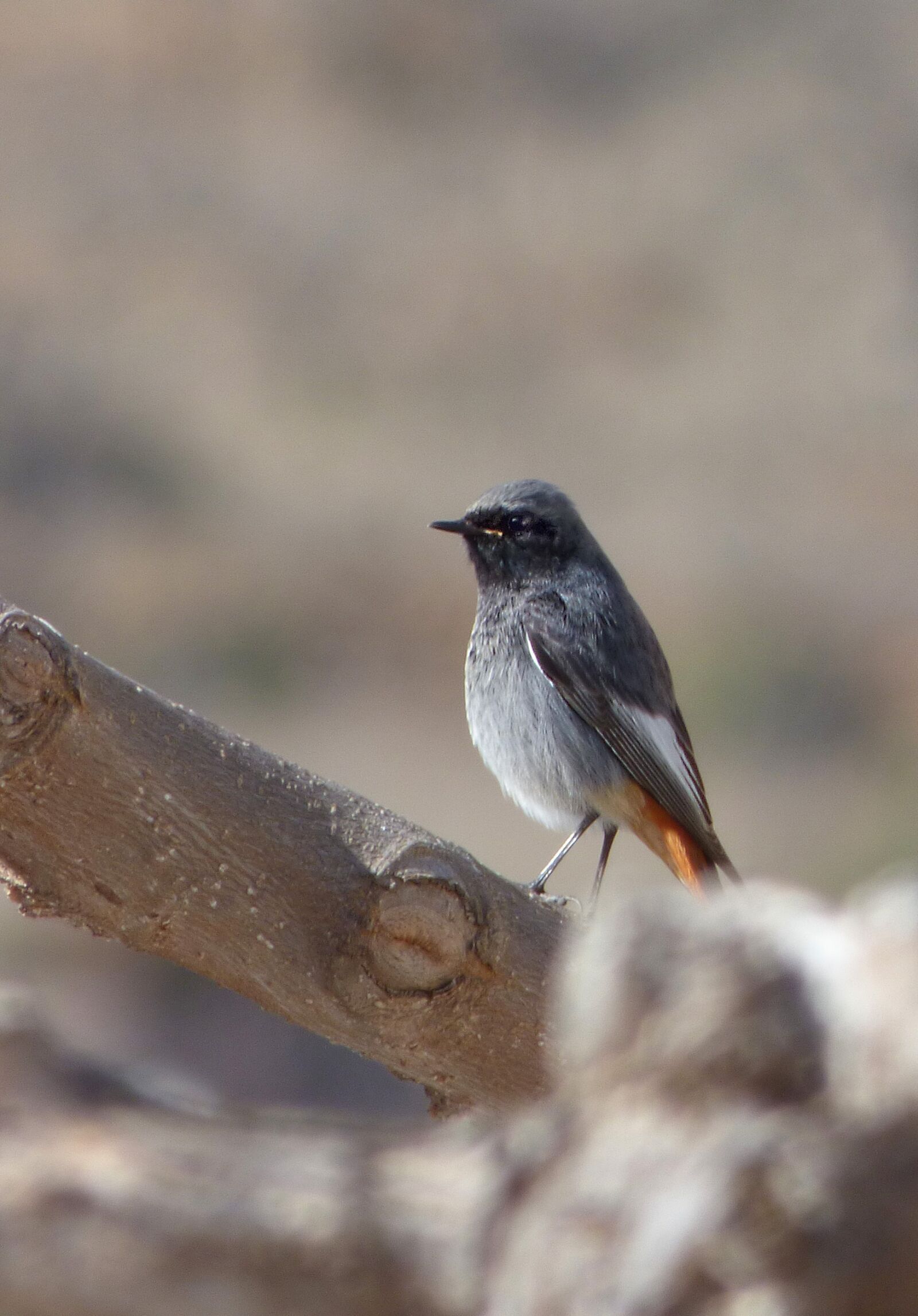 Panasonic Lumix DMC-FZ70 sample photo. Black redstart, bird, smoked photography