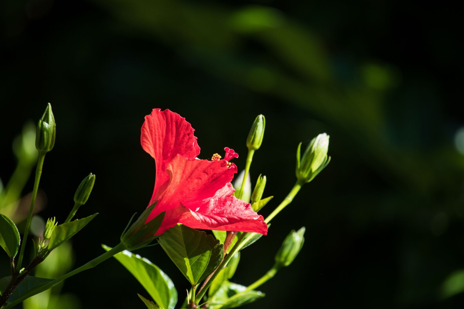 Canon EF-S 55-250mm F4-5.6 IS STM sample photo. Hibiscus, flower, plant photography