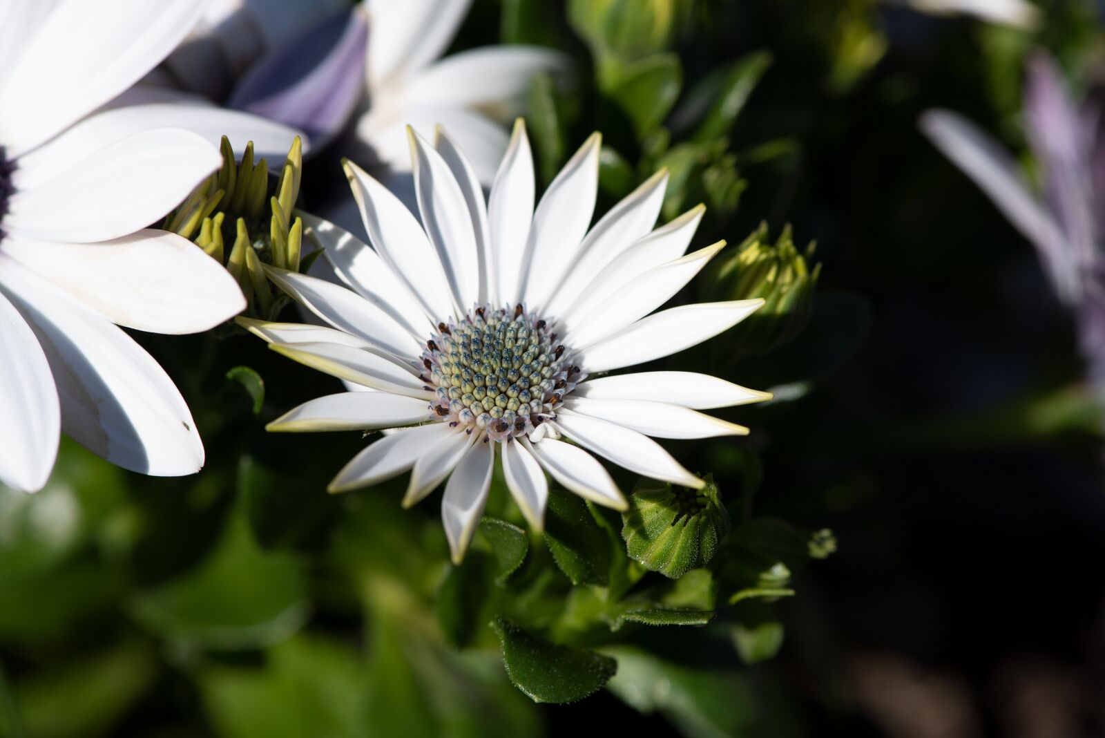 Nikon D750 sample photo. Cape daisy, flower, blossom photography