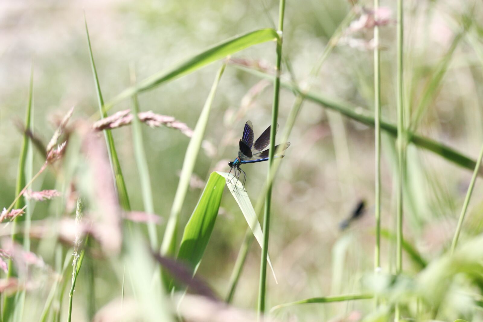 Canon EOS 500D (EOS Rebel T1i / EOS Kiss X3) sample photo. Dragonfly, nature, insect photography