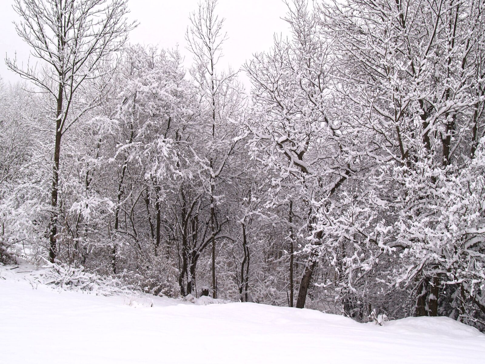 Olympus E-300 (EVOLT E-300) sample photo. Wintry, winter, snow photography
