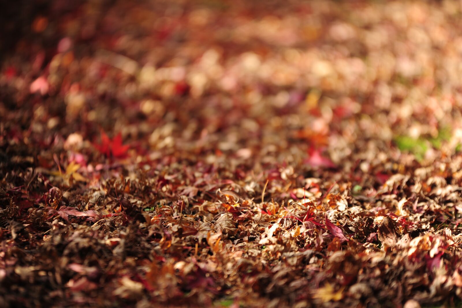Nikon D700 sample photo. Fallen leaves, autumn, autumnal photography