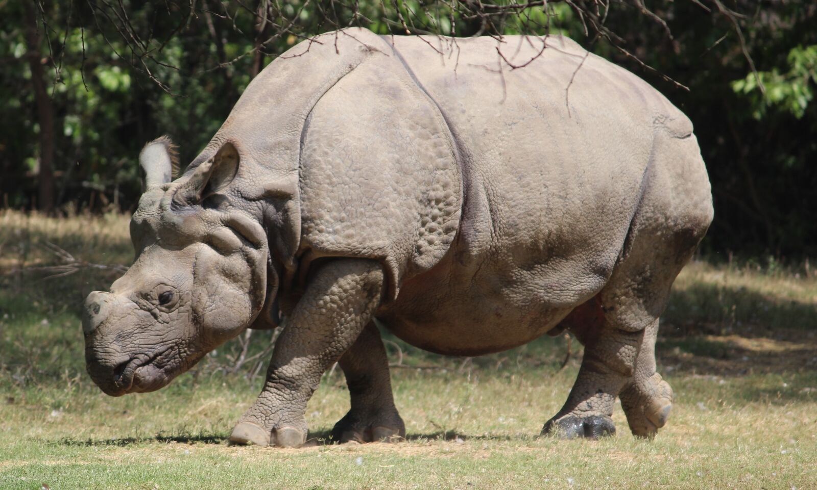 Canon EOS 1200D (EOS Rebel T5 / EOS Kiss X70 / EOS Hi) sample photo. Rhinoceros, animal, mammal photography