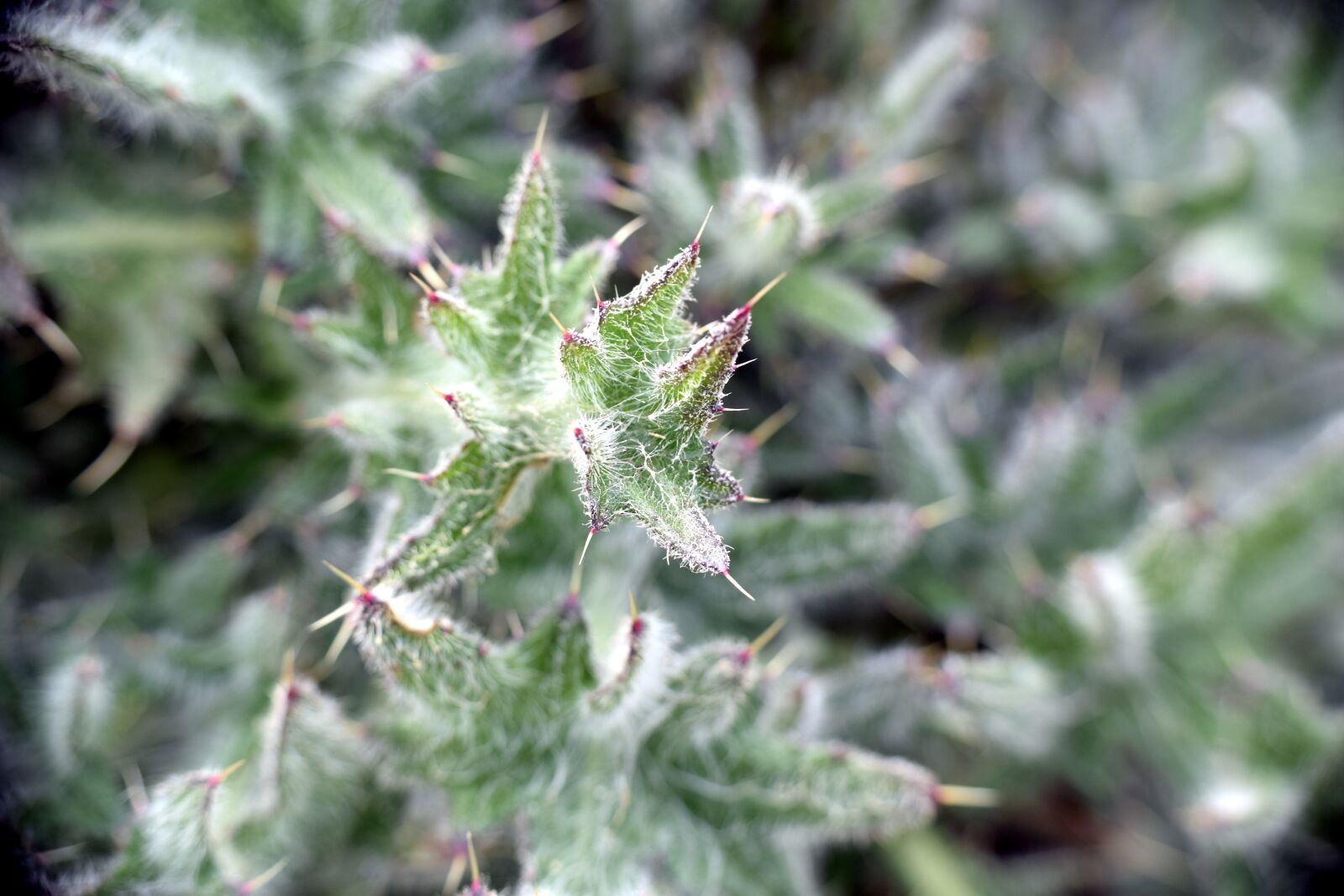 Nikon D5300 sample photo. Diestel, green, nature photography