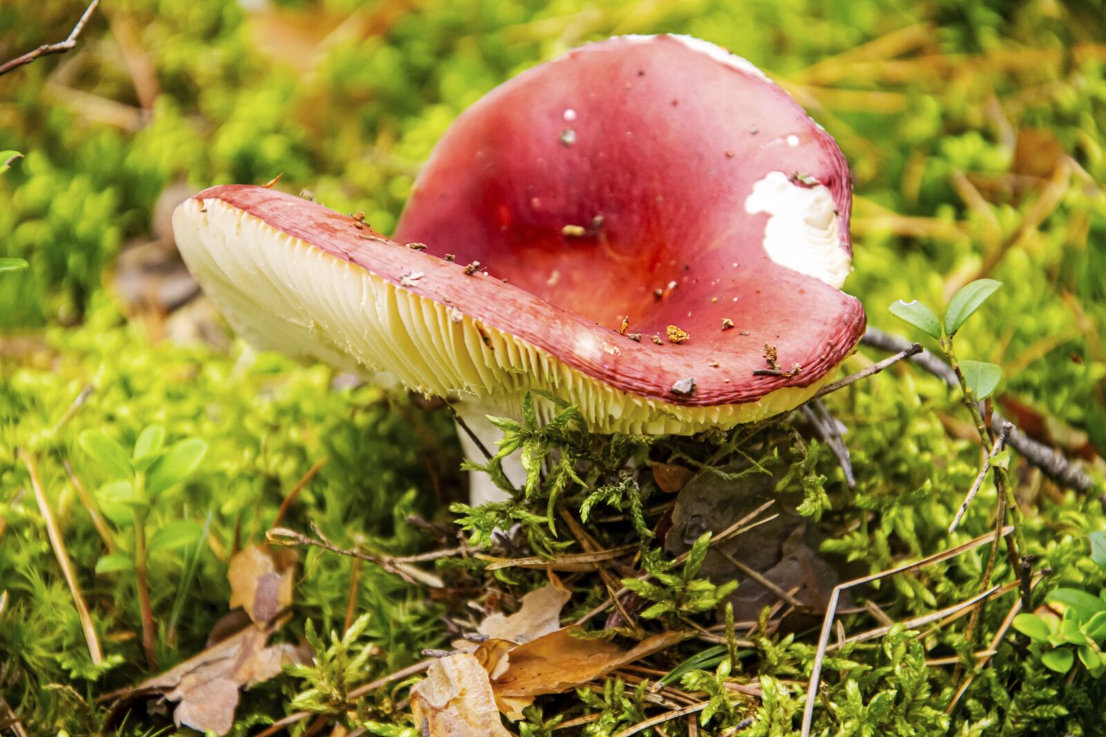 Nikon D5300 sample photo. Mushrooms, poisonous mushrooms, edible photography