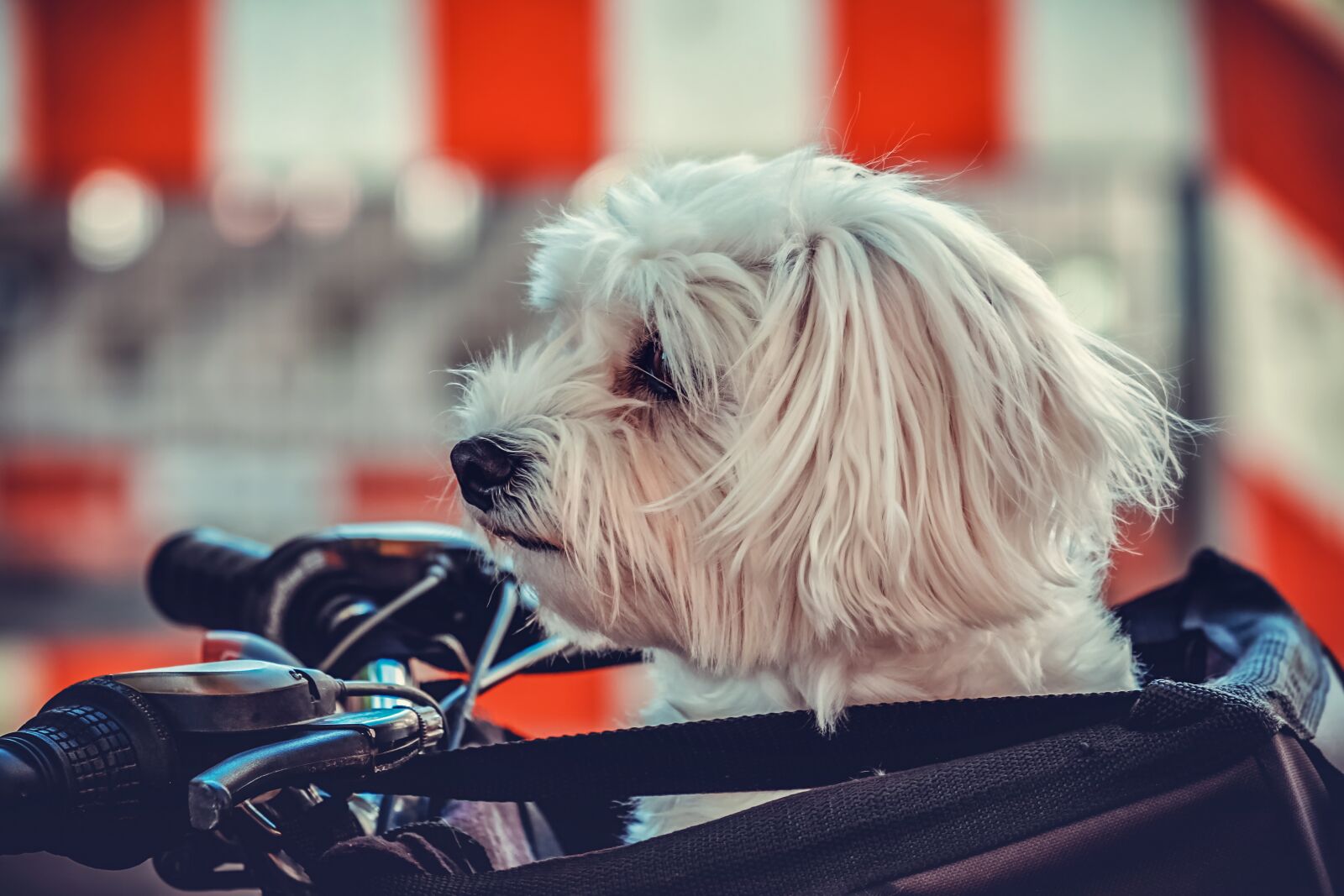 Fujifilm XF 55-200mm F3.5-4.8 R LM OIS sample photo. Dog, maltese, animal photography