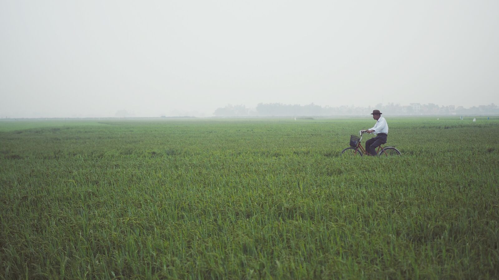 Olympus PEN E-PL7 + Olympus M.Zuiko Digital 25mm F1.8 sample photo. Old man, rice field photography