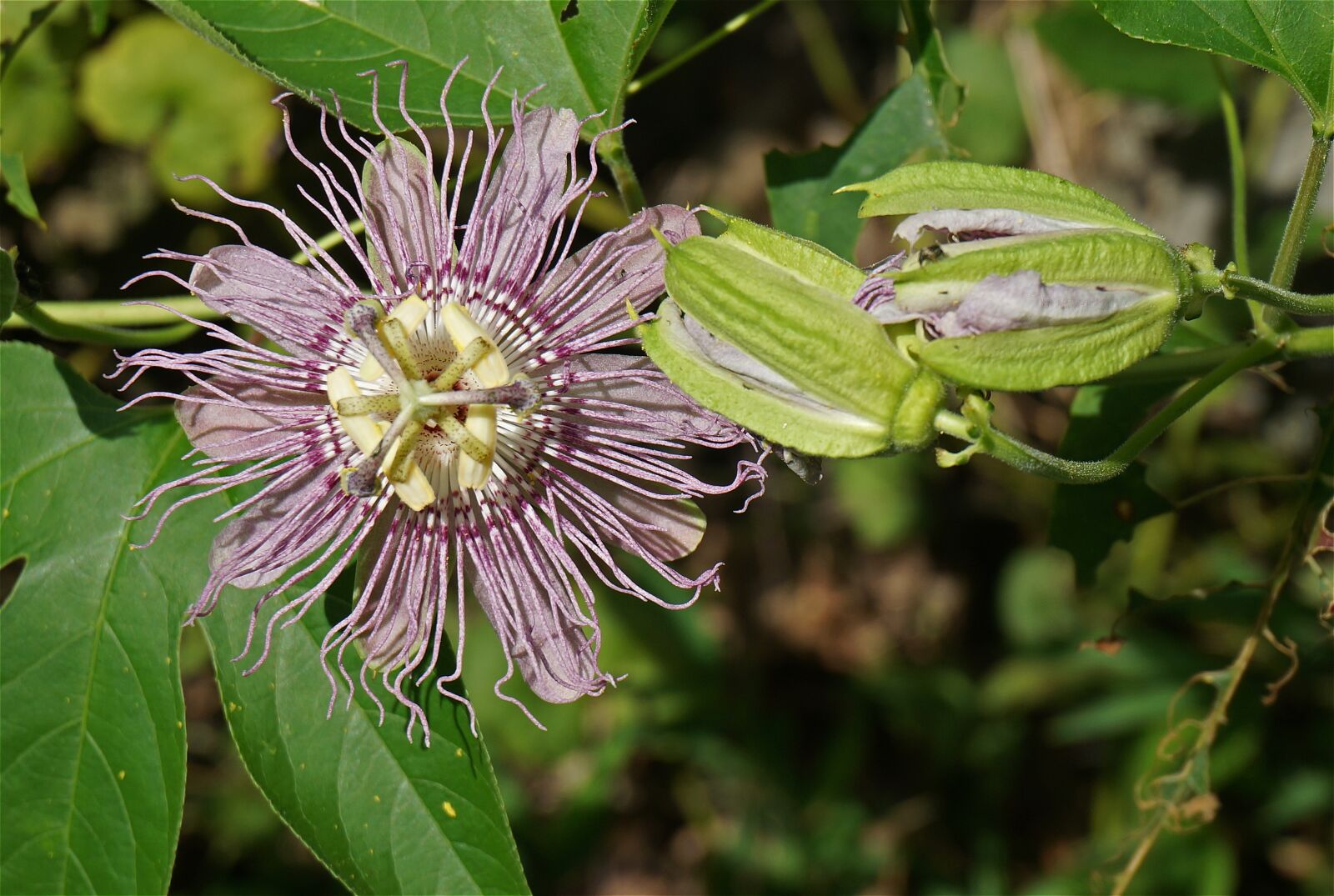 Sony Alpha NEX-5T sample photo. Passion flower, flower, bud photography