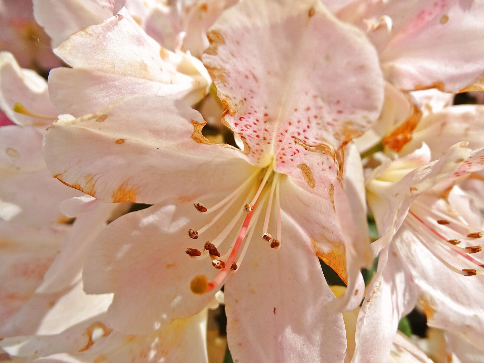 Sony Cyber-shot DSC-HX400V sample photo. Rhododendron, bush, flowers photography
