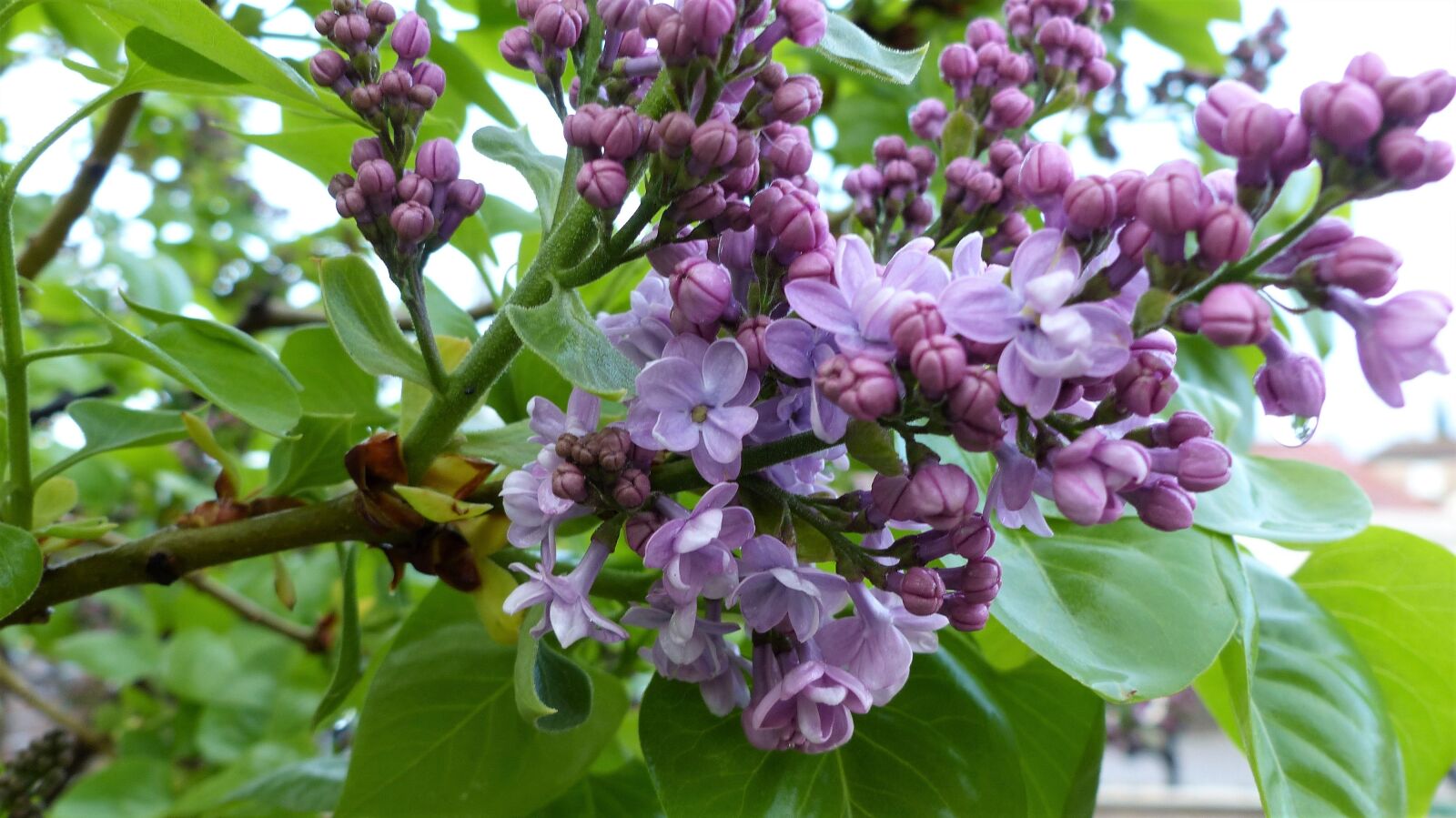 Panasonic Lumix DMC-FZ200 sample photo. Flower, nature, plant photography