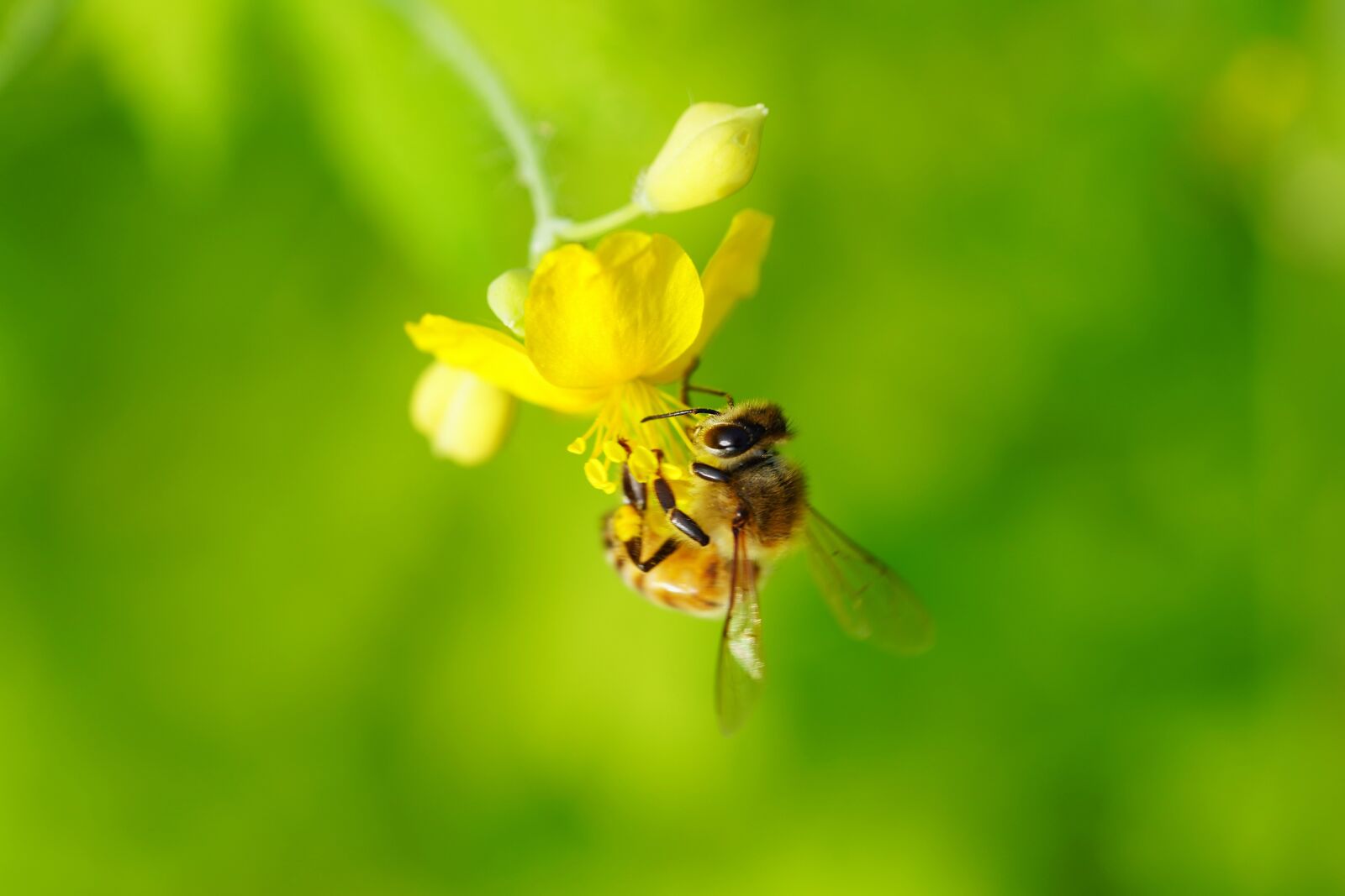 Sony a7R III + Sony FE 90mm F2.8 Macro G OSS sample photo. Flower, nature, bee photography