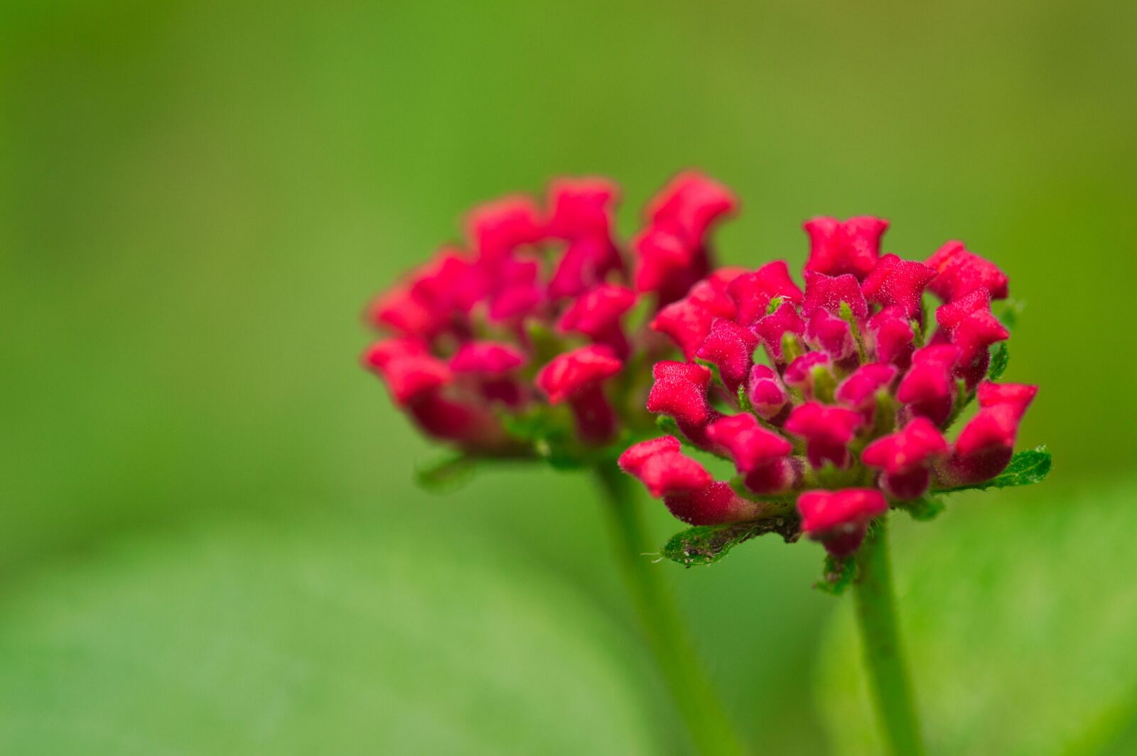 Nikon D3200 sample photo. Flowers, petals, close up photography