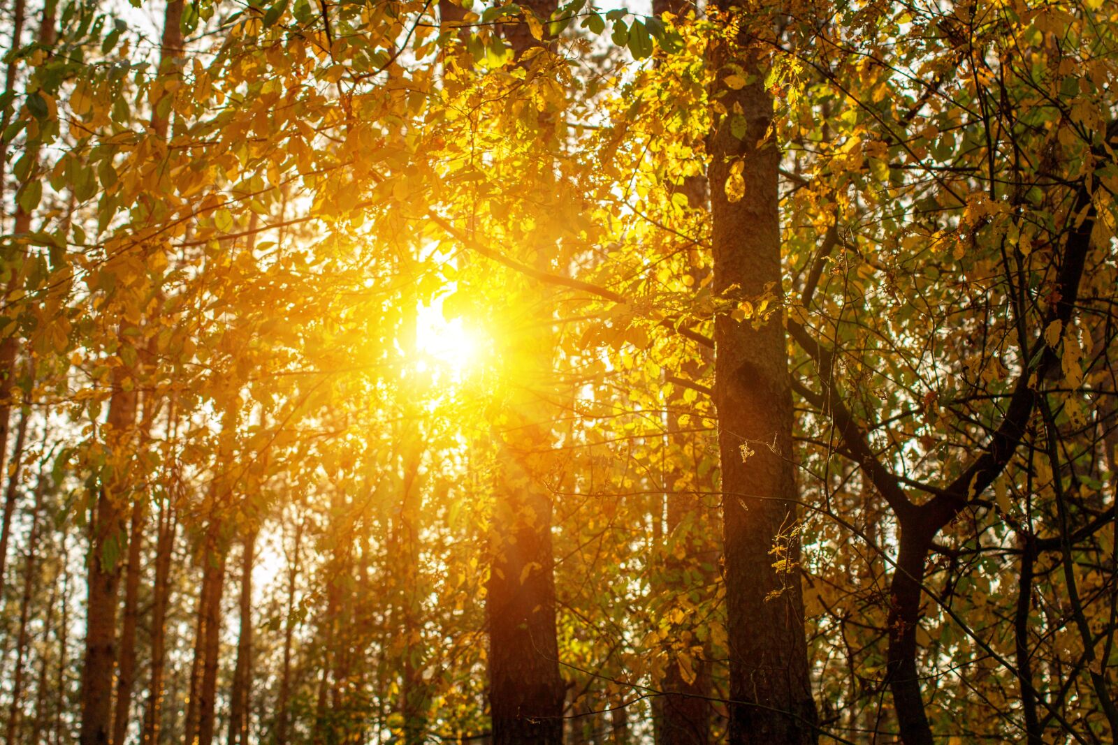 Canon EF 40mm F2.8 STM sample photo. Forest, tree, the sun photography