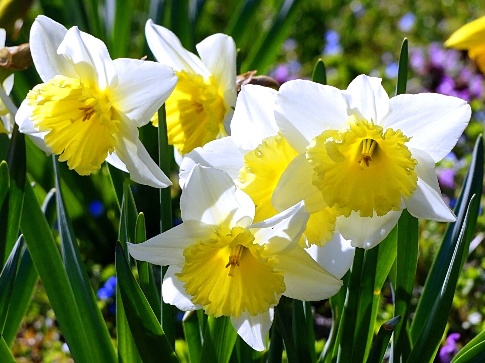 Sony Alpha a5000 (ILCE 5000) + Sony E 55-210mm F4.5-6.3 OSS sample photo. Daffodils, blossom, bloom photography