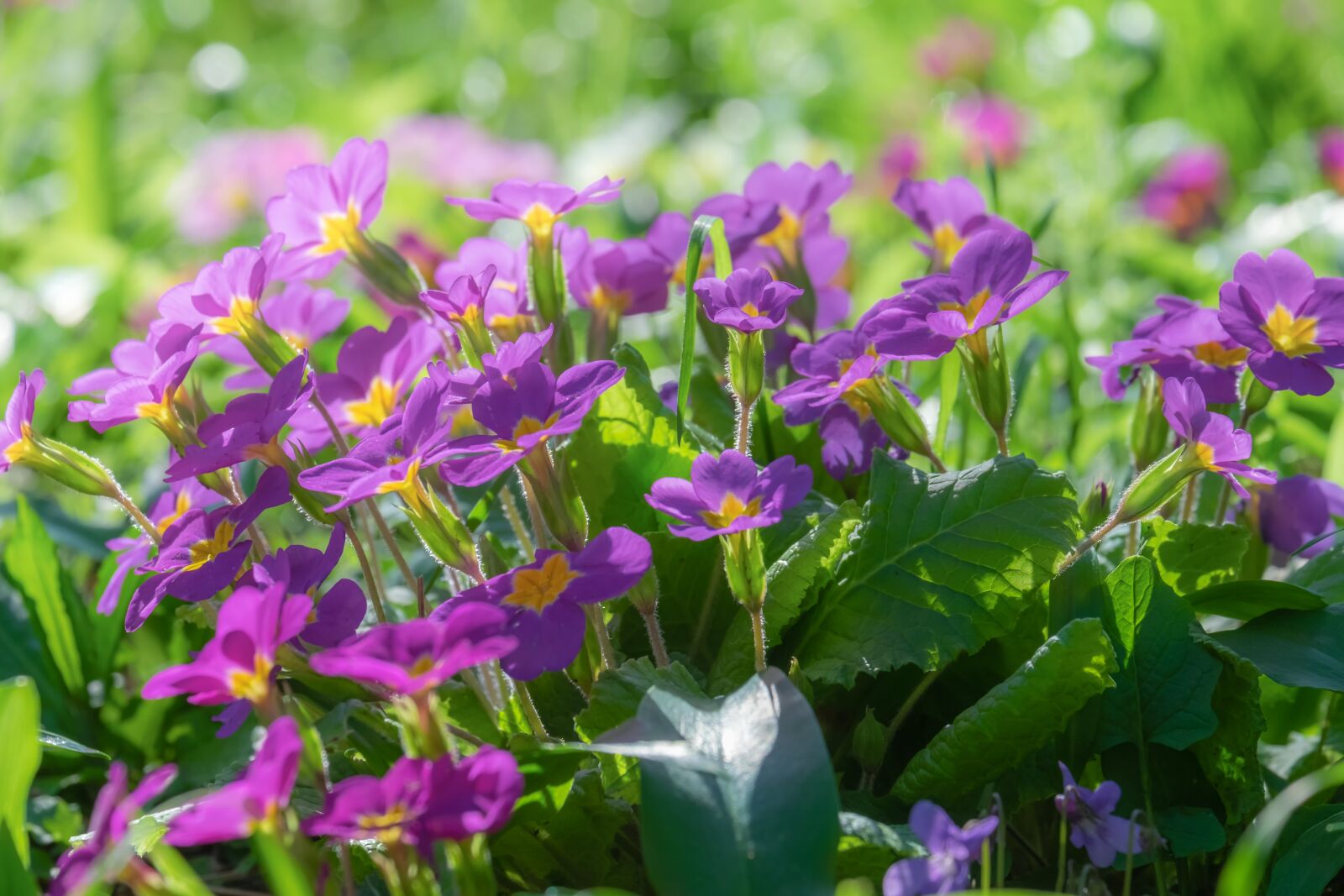 Fujifilm X-T10 sample photo. Primroses, primula vulgaris hybrid photography
