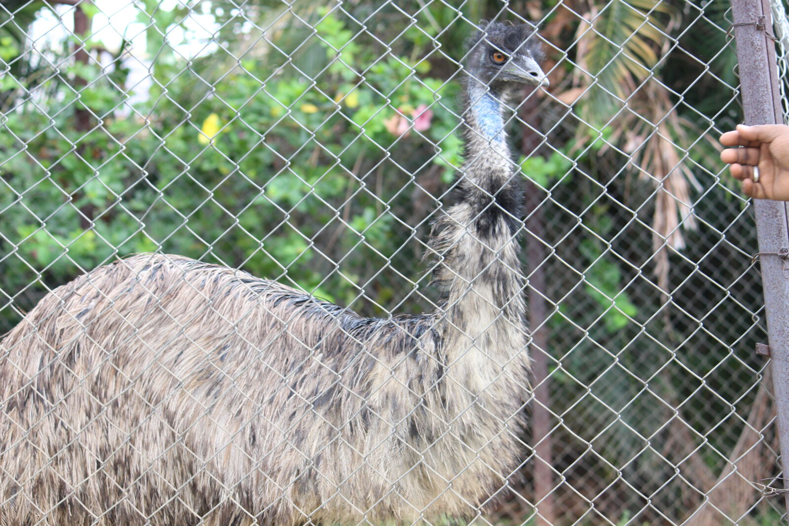 Canon EOS 700D (EOS Rebel T5i / EOS Kiss X7i) sample photo. Background, image, ostrich photography