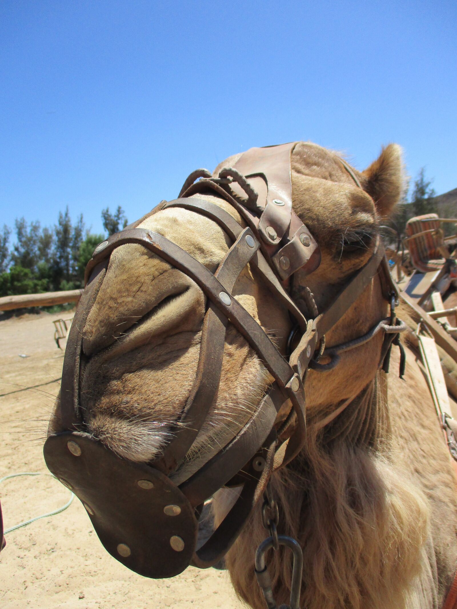 Canon IXUS 185 sample photo. Camel, fuerteventura photography