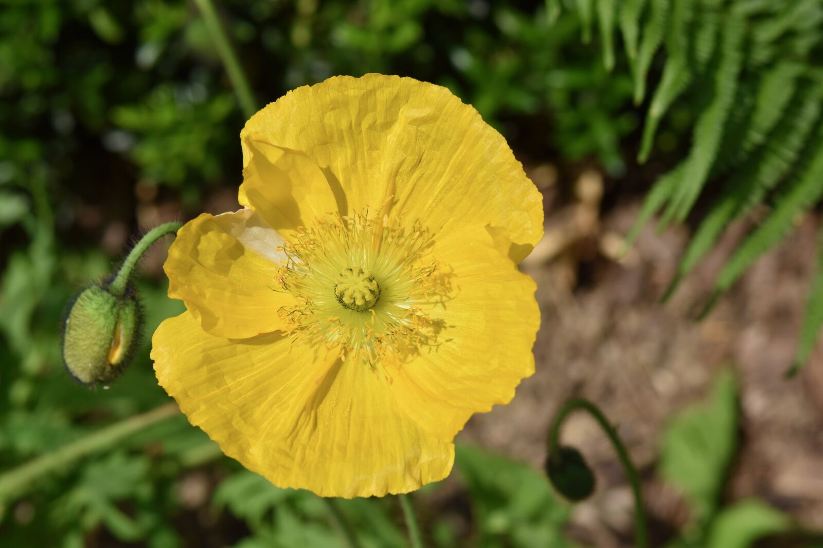 Nikon D5600 sample photo. Flower, poppy flower, yellow photography