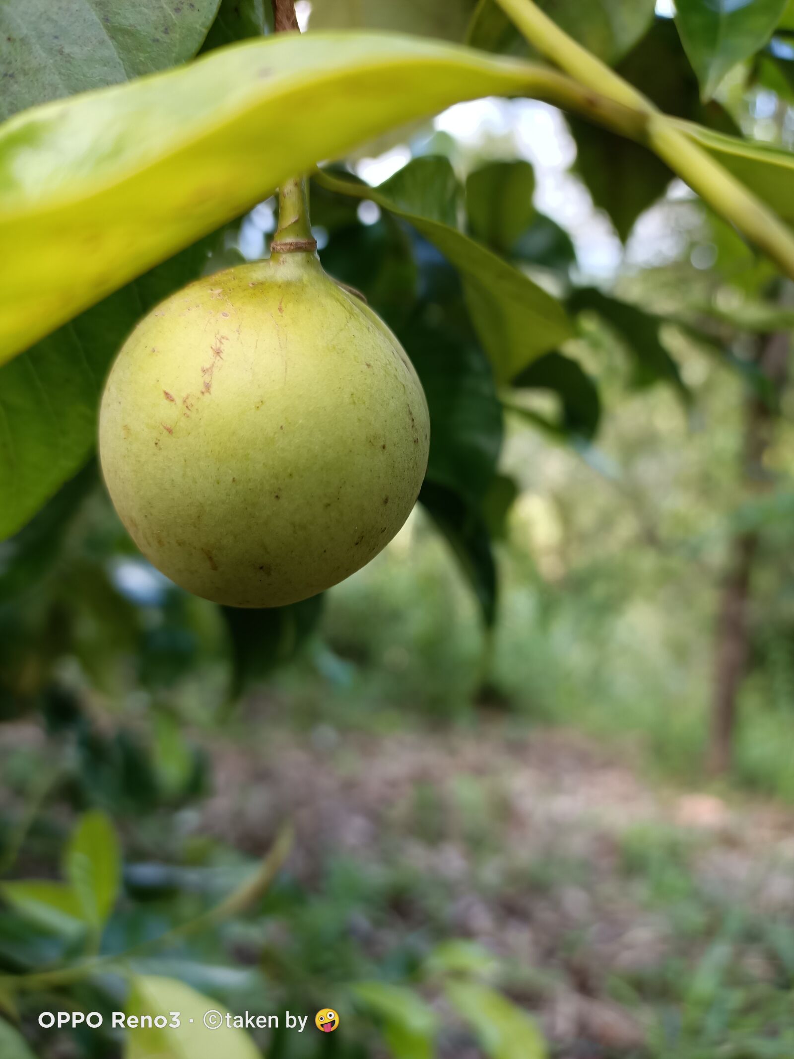 OPPO RENO3 sample photo. Nutmeg, manado, northsulawesi photography