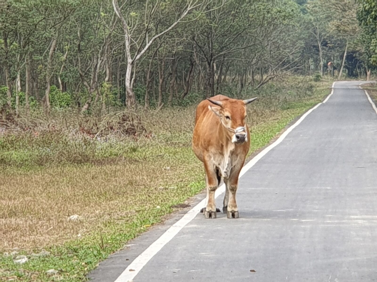 Samsung Galaxy Note9 sample photo. Cattle, taiwan yellow cattle photography