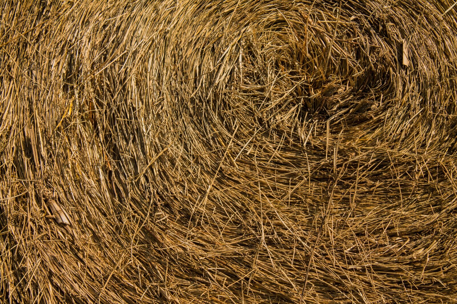Canon EF-S 18-55mm F3.5-5.6 IS II sample photo. Hay, bale, agriculture photography