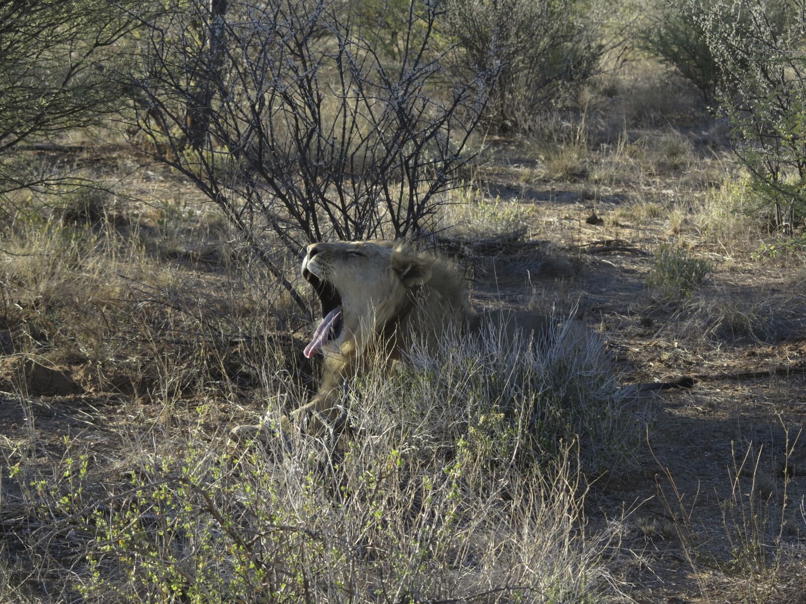 Canon PowerShot G1 X sample photo. Lion, yawn, predator photography