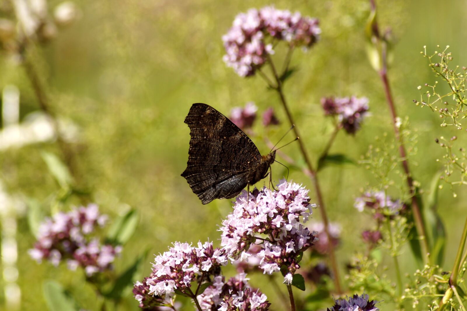 Sony SLT-A58 sample photo. Butterfly, insect, wing photography