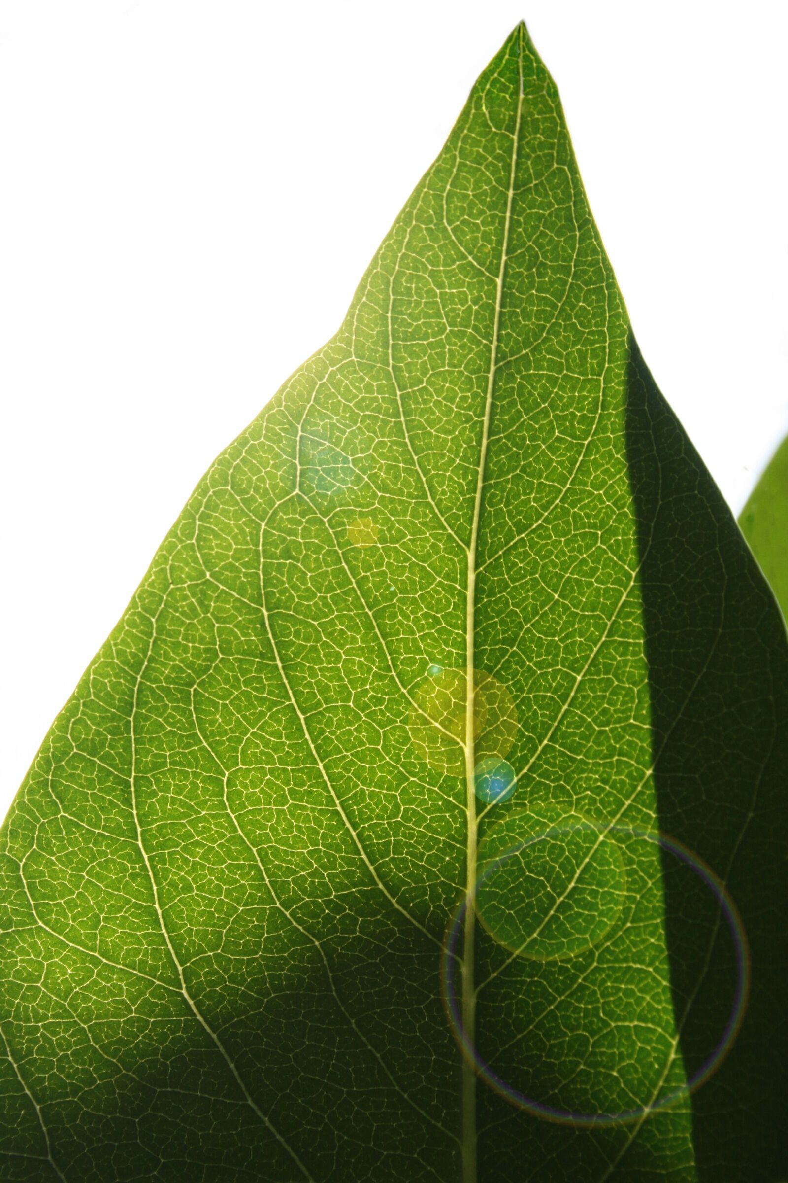 Canon EOS 400D (EOS Digital Rebel XTi / EOS Kiss Digital X) sample photo. Leaf, backlighting, structure photography