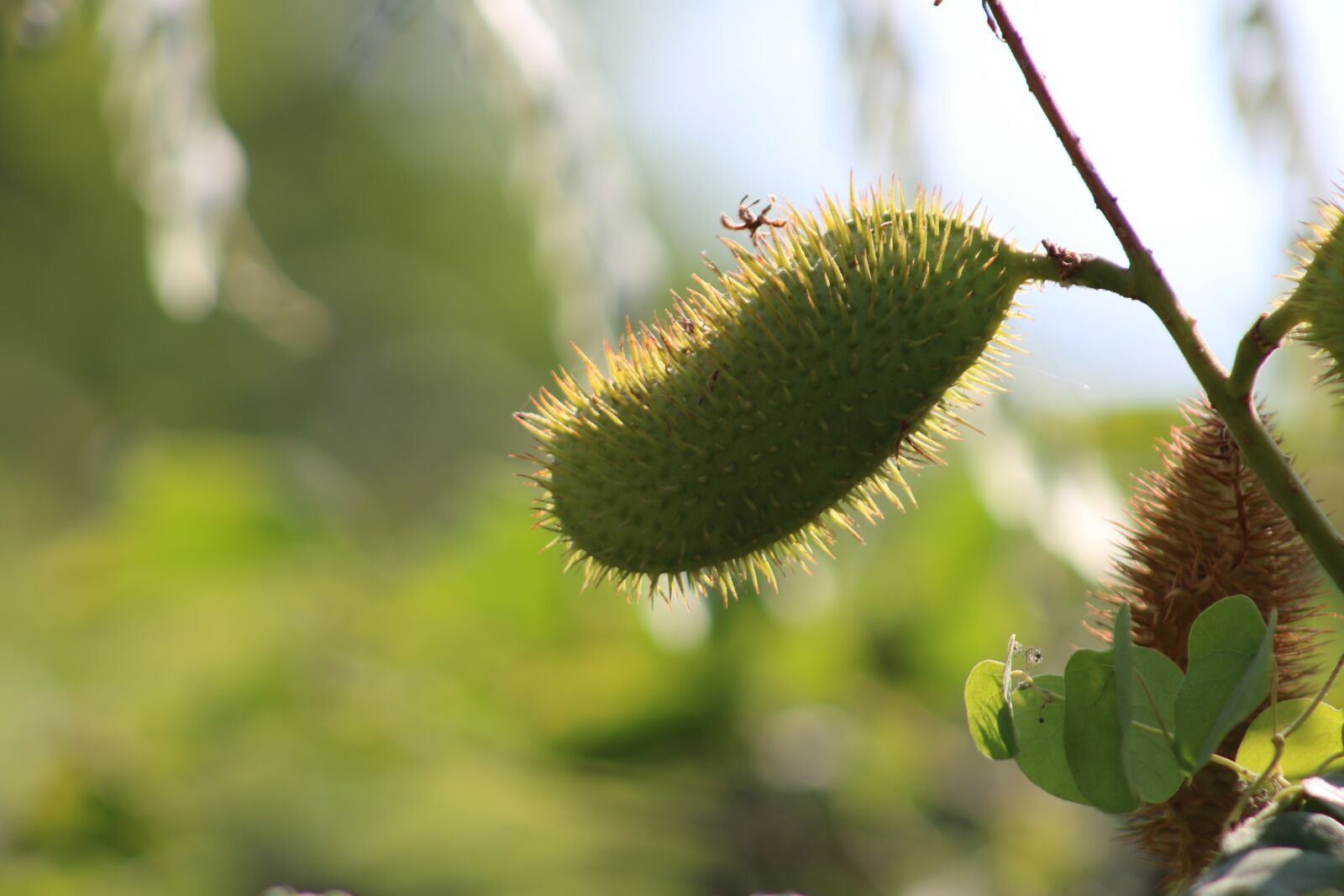 Canon EOS 750D (EOS Rebel T6i / EOS Kiss X8i) sample photo. Nature, landscape, flower photography