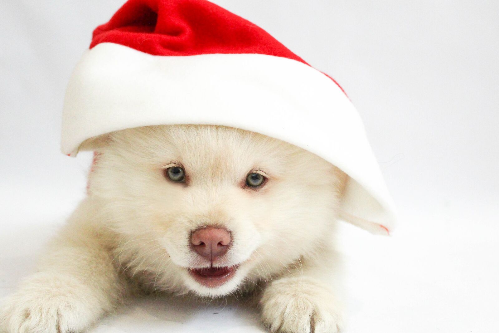 Canon EOS 1200D (EOS Rebel T5 / EOS Kiss X70 / EOS Hi) sample photo. Christmas, puppy, dog photography