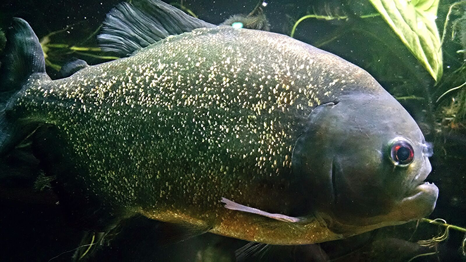 Motorola Moto X (1st Gen) sample photo. Aquarium, fish, piranha photography