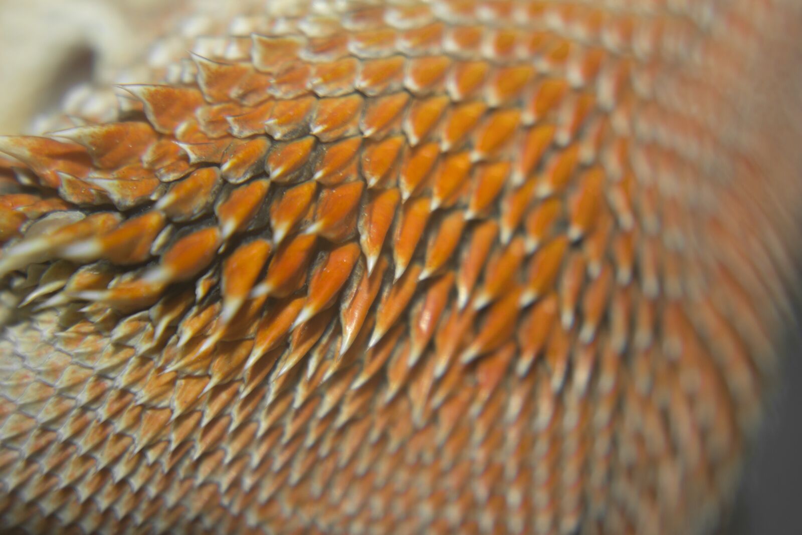 Canon EOS 1100D (EOS Rebel T3 / EOS Kiss X50) sample photo. Bearded, dragon, lizard, orange photography